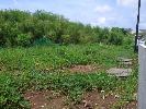東衛田園農地